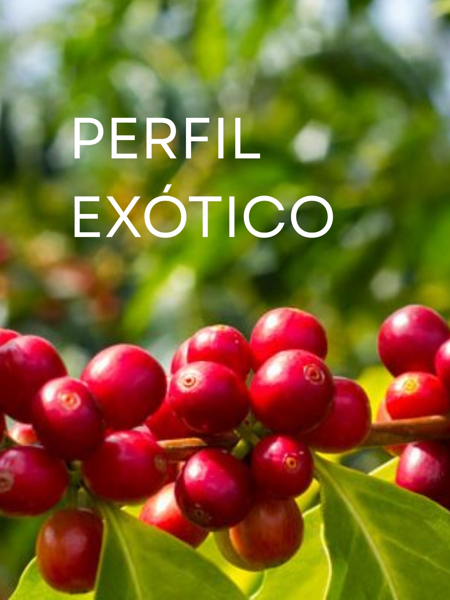 Perfil exótico